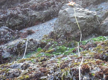 Fort Bragg biodiversity closeup