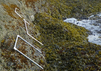 Freshwater Bay long-term monitoring detail