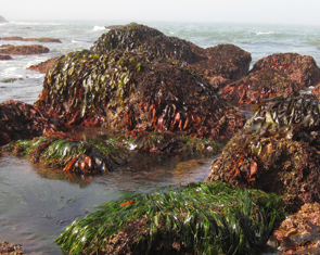 Gerstle Cove long-term monitoring overview