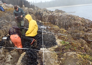 Hakai biodiversity closeup