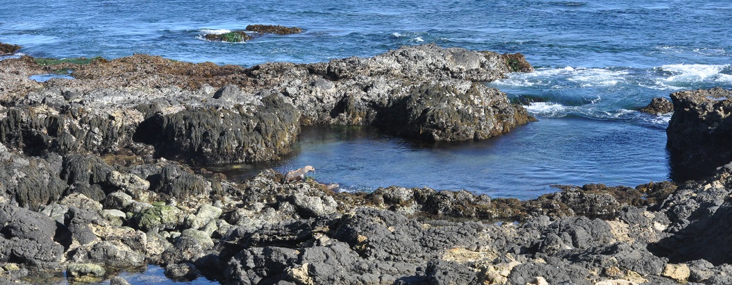 Horse Beach Cove biodiversity survey overview