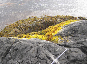 Kayak Island long-term monitoring closeup