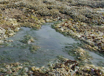 Kibesillah Hill biodiversity overview