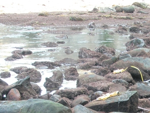 La Jolla Caves long-term monitoring overview