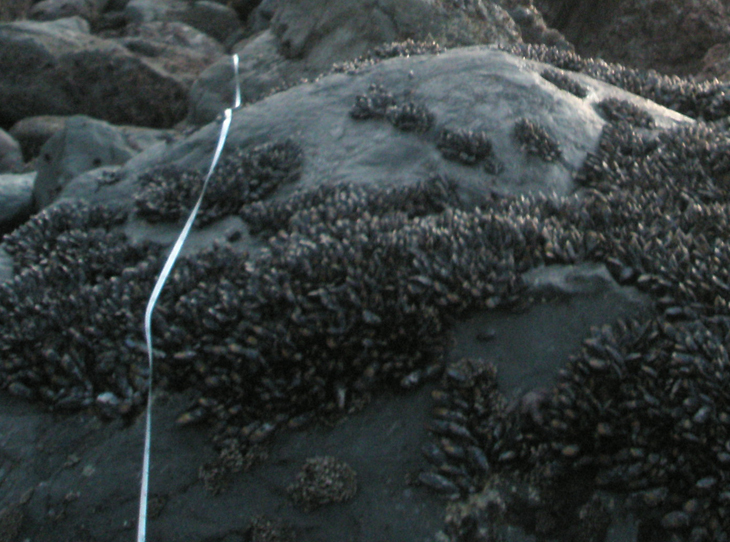 Lands End closeup