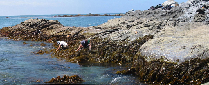 Little Harbor biodiversity survey overview