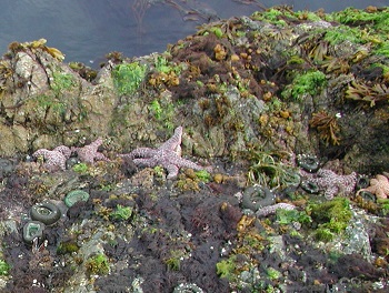 Little Ohiat biodiversity closeup