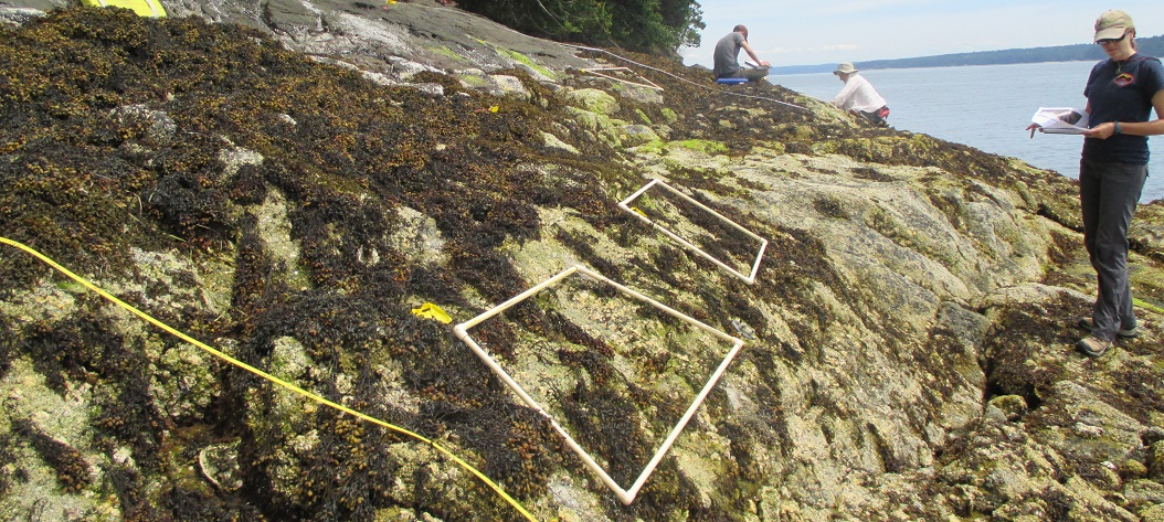 McDonald Cove; Hood Canal long-term monitoring overview