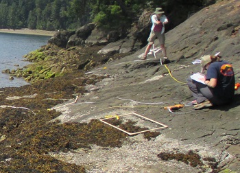 McDonald Cove; Hood Canal long-term monitoring detail