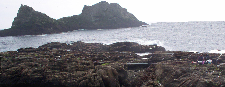 Mussel Flat Farallones biodiversity survey overview