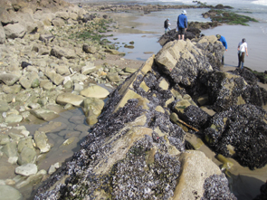 Mussel Shoals long-term monitoring overview