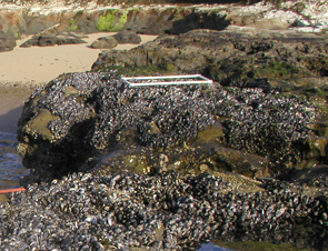 Natural Bridges long-term monitoring overview