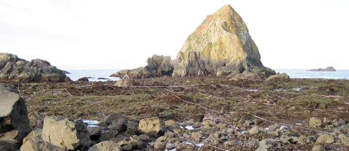 North Jenner Beach biodiversity survey overview