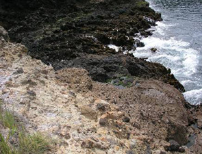 Orizaba Cove long-term monitoring closeup