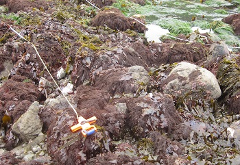 Palmers Point biodiversity closeup