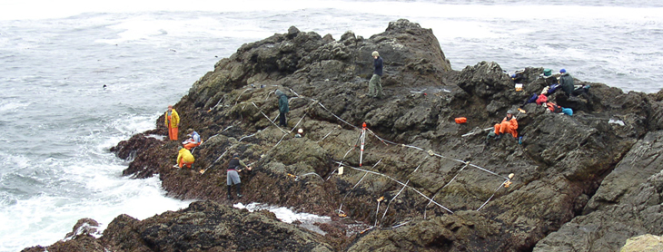 Partington Cove biodiversity survey overview