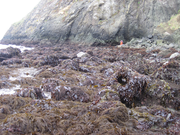 Point Bonita biodiversity survey overview