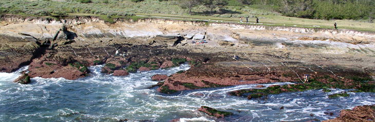 Point Lobos biodiversity survey overview