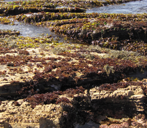 Point Lobos long-term monitoring overview
