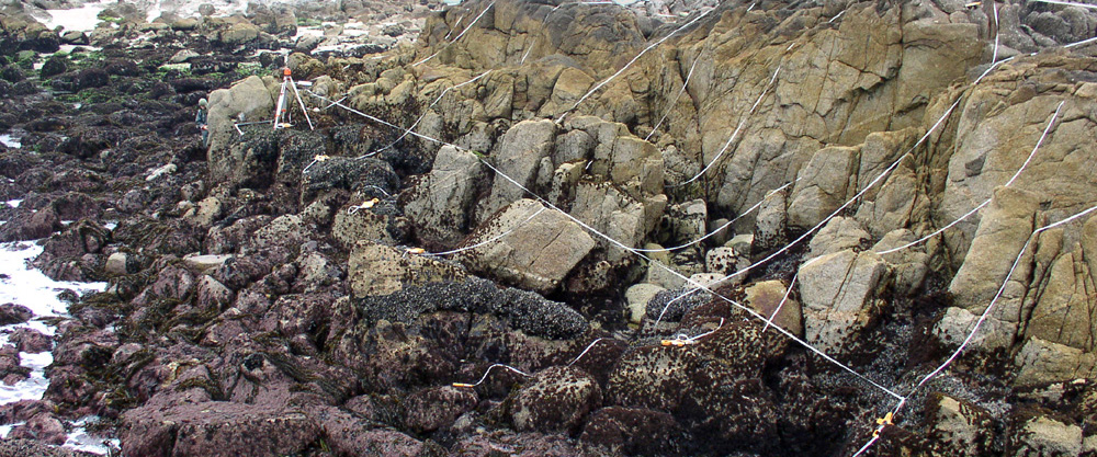 Point Pinos biodiversity survey overview