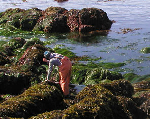 Point Pinos long-term monitoring overview