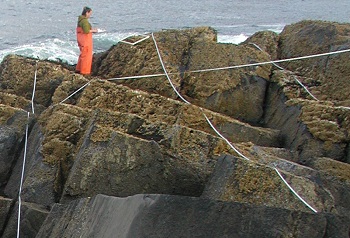 Port Mary biodiversity closeup