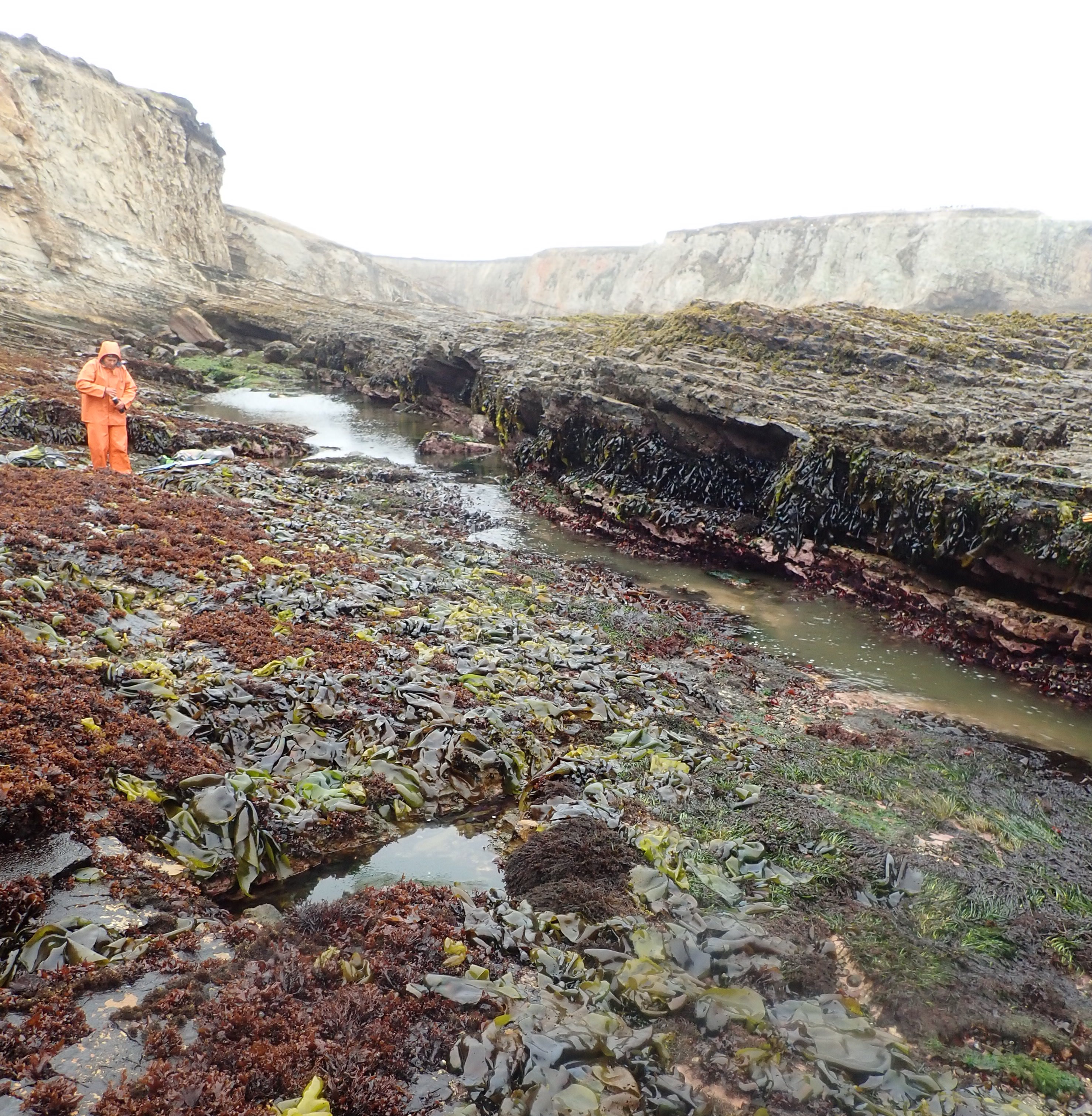 Point Arena Field Station long-term monitoring overview