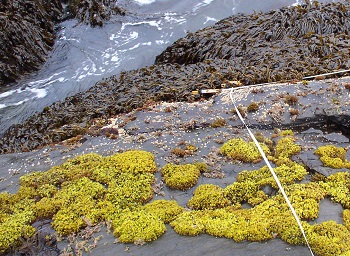 Puffin Bay biodiversity closeup