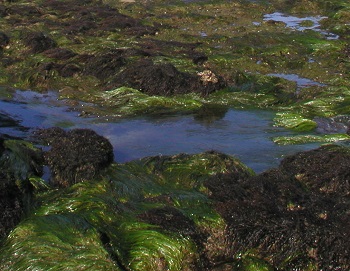 Punta Baja biodiversity closeup