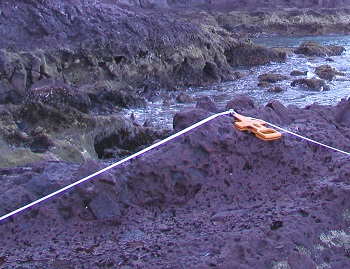 Punta Cerro Prieto biodiversity closeup