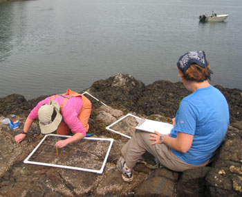 Saddlebag North Cove long-term monitoring closeup