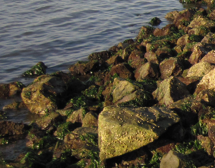 San Leandro Marina closeup