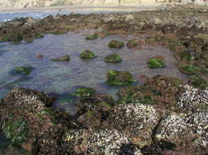 Scripps Reef long-term monitoring overview