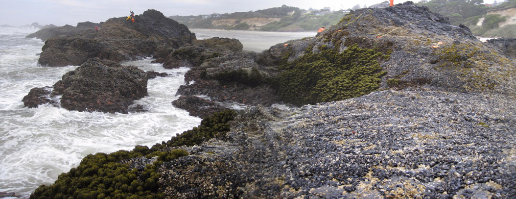 Seal Rock biodiversity survey overview