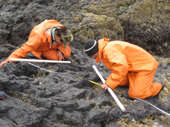 Seal Rock biodiversity closeup