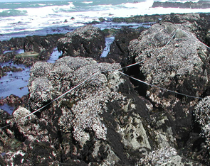 Sea Ranch long-term monitoring overview