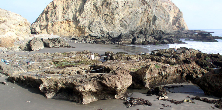 S Frenchys Cove biodiversity overview