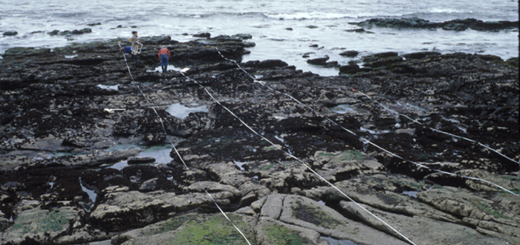 Shell Beach biodiversity survey overview