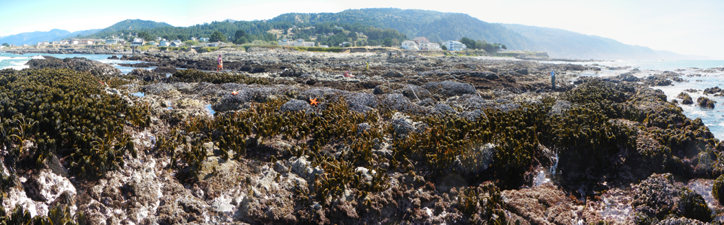 Shelter Cove long-term monitoring overview