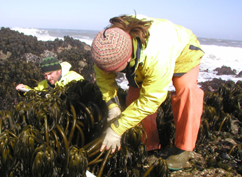 Shelter Cove biodiversity overview