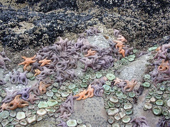 Starfish Point long-term monitoring closeup