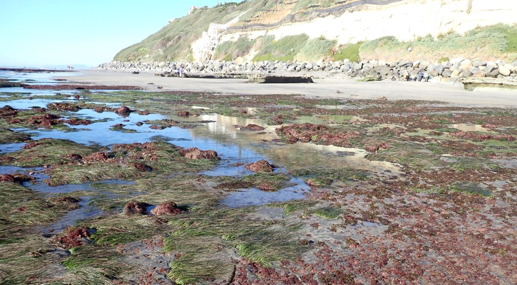 Swamis Beach biodiversity survey overview