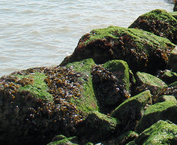 Tiburon Yacht Club closeup