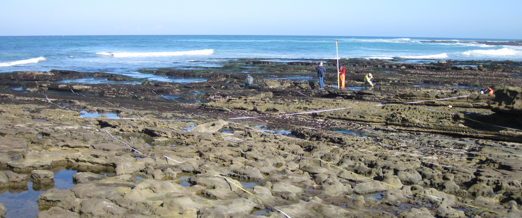 Tranquility Beach biodiversity survey overview